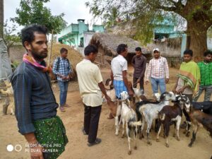 Beneficiaries-selecting-Goats-before-buy-scaled.jpg